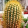 Micranthocereus_estevesii